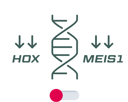 Revuforj® (revumenib) MOA HOX/MEIS1 Decrease